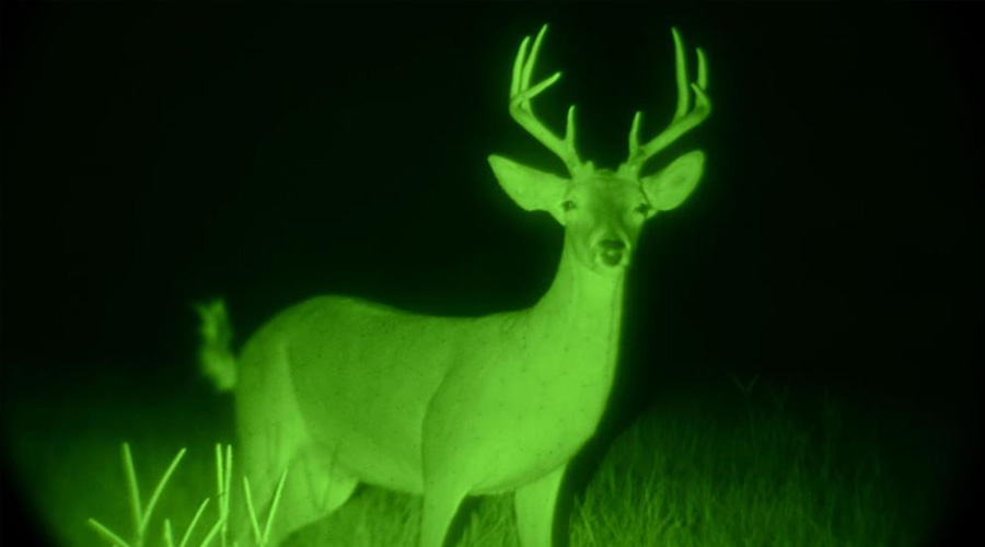 wild animal observation night vision cameras