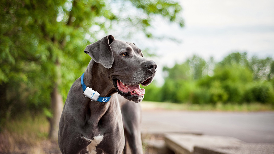 Pet GPS Tracking